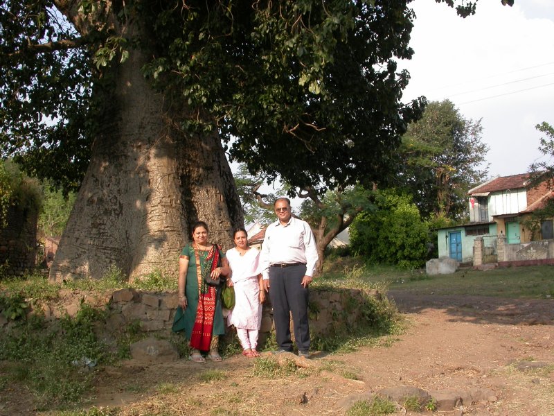 Elephant tree